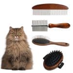 Best Brush For Persian Cat