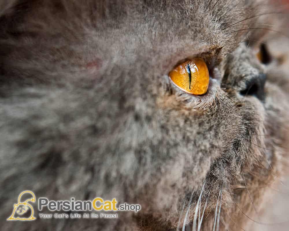 Characteristics Of Persian Cats - PersianCat.shop Characteristics Of Persian Cats