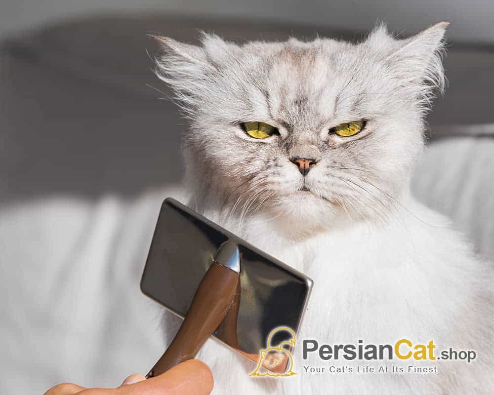 Persian Cat Grooming - PersianCat.shop Persian Cat Grooming
