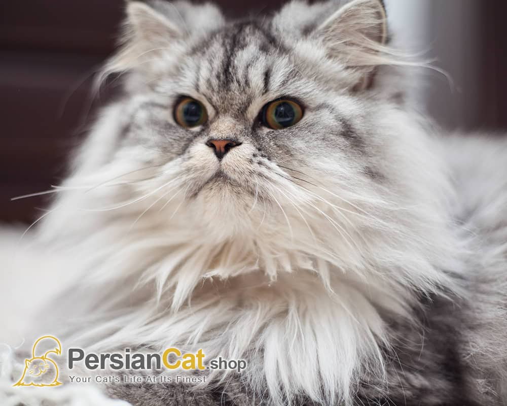 What Makes A Persian Cat Unique - PersianCat.shop What Makes A Persian Cat Unique