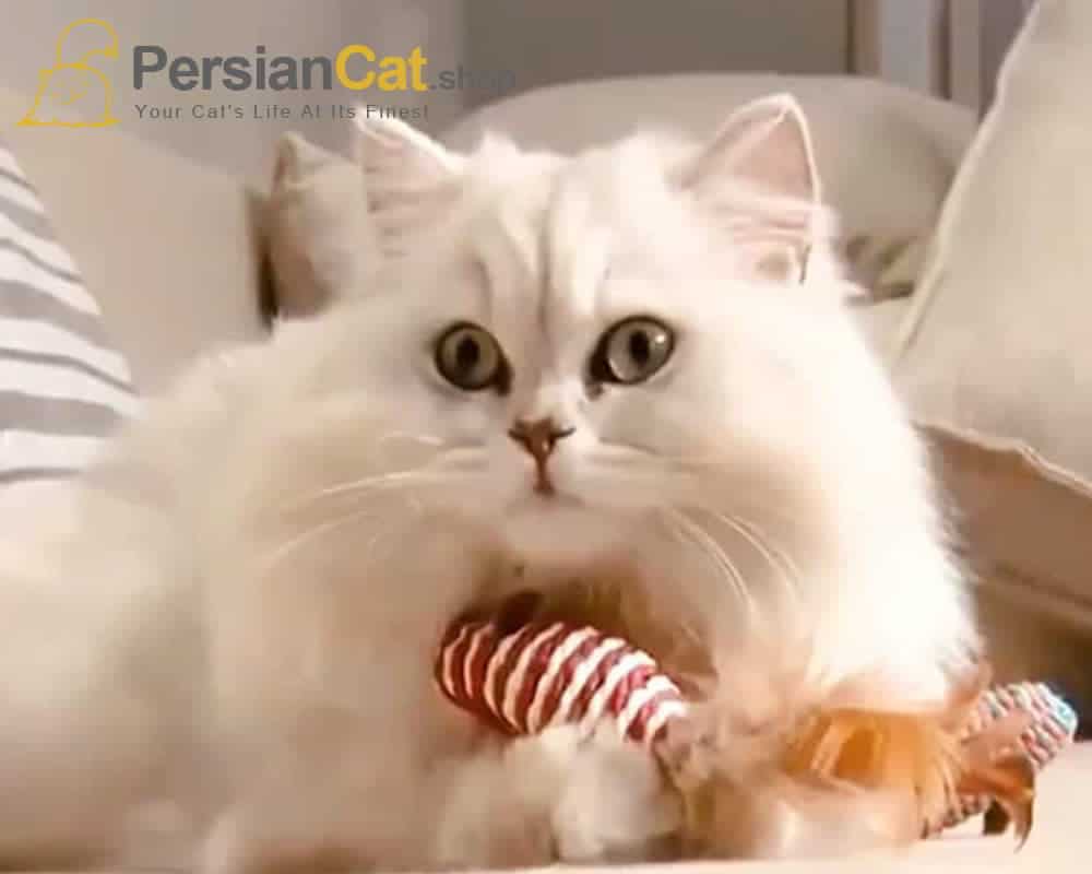 Best Toys For Persian Cats - PersianCat.shop Best Toys For Persian Cats